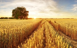 Artikel Boerenbusiness -Aan de slag met Integrated Crop Management